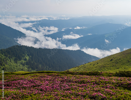 Pink rose rhododendron flowers on misty and cloudy morning summer mountain slope. Marmaros Pip Ivan Mountain, Carpathian, Ukraine.
