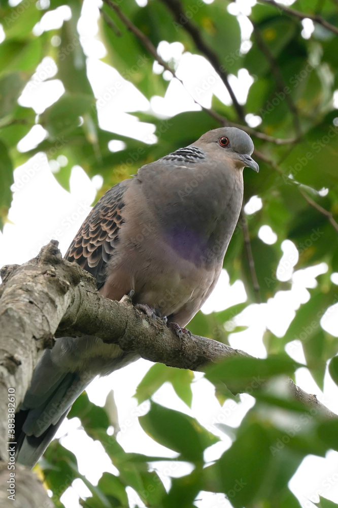 turtle dove on branch turtle dove on branch