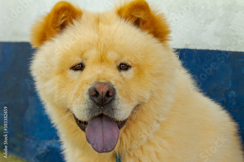 Chow chow dog face detail