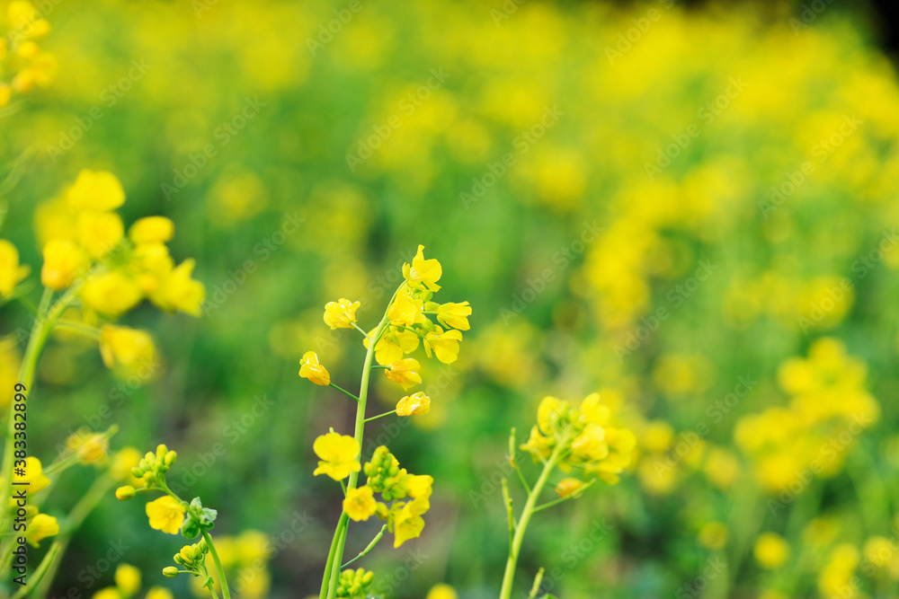 菜の花 菜の花