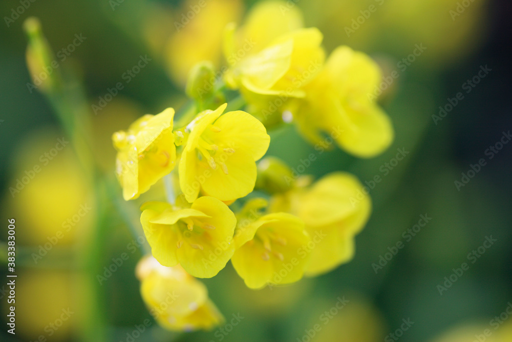 菜の花 菜の花