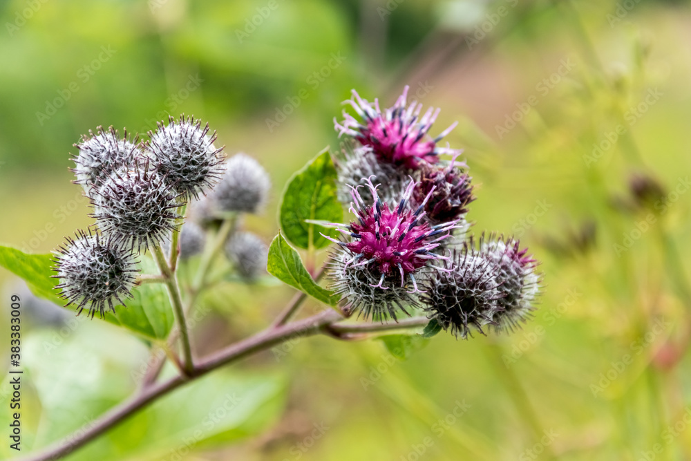 Close up of wild field plant with blossoming buds. Close up of wild field plant with blossoming buds.