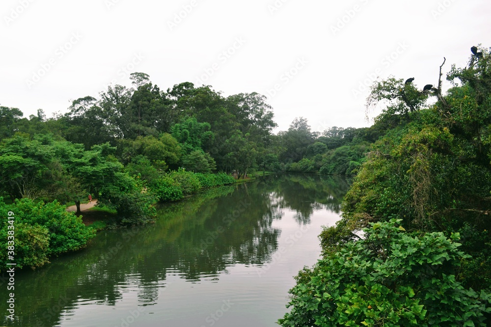 lake in the forest lake in the forest