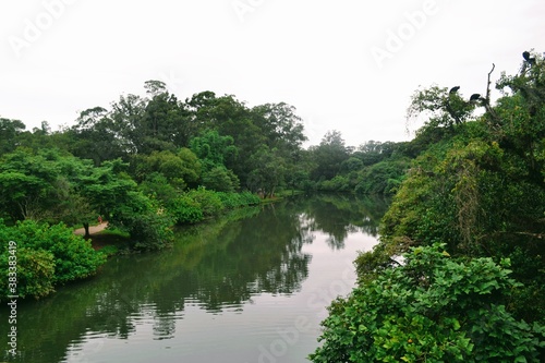 lake in the forest