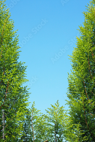 青空と杉の葉 © Paylessimages