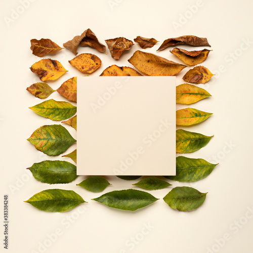 Creative fall frame made with multicolored tree leaves from green to yellow. Autumn mock up or template. Flat lay, top view, blank card.
