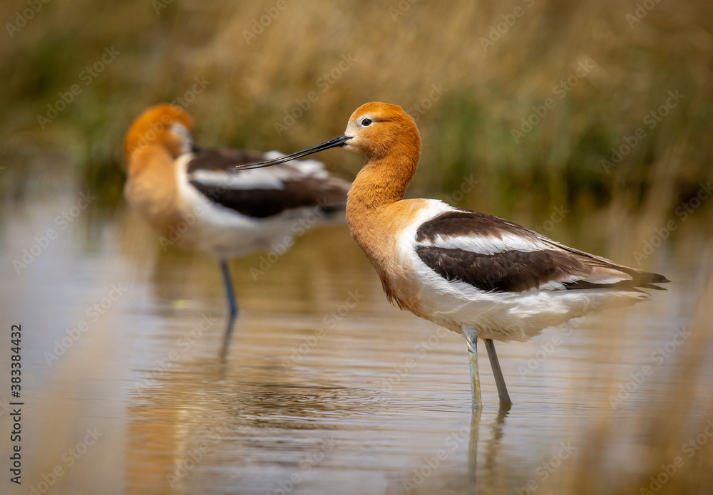 Fototapeta premium American Avocets
