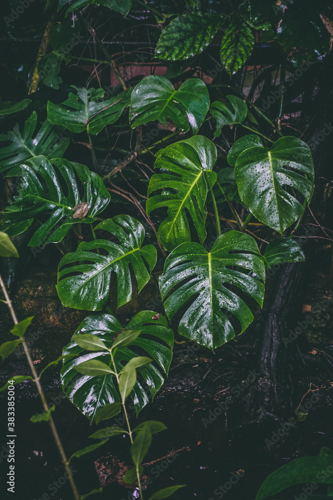 rain forest leaves rain forest leaves