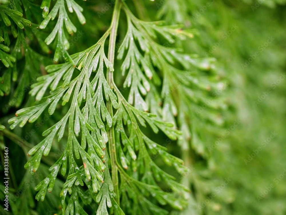 Bright Fresh Green Plant Leaves in Garden Bright Fresh Green Plant Leaves in Garden