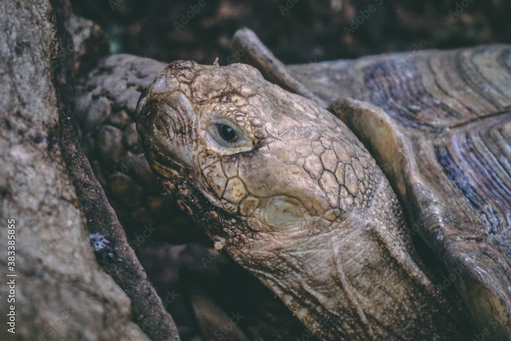 close up tortoise close up tortoise