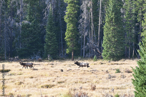Bull Elk and Two Cows