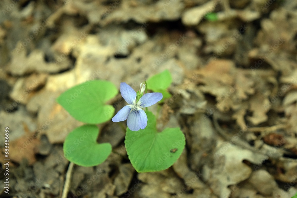 A small, blue spring flower with green leaves. A small, blue spring flower with green leaves.