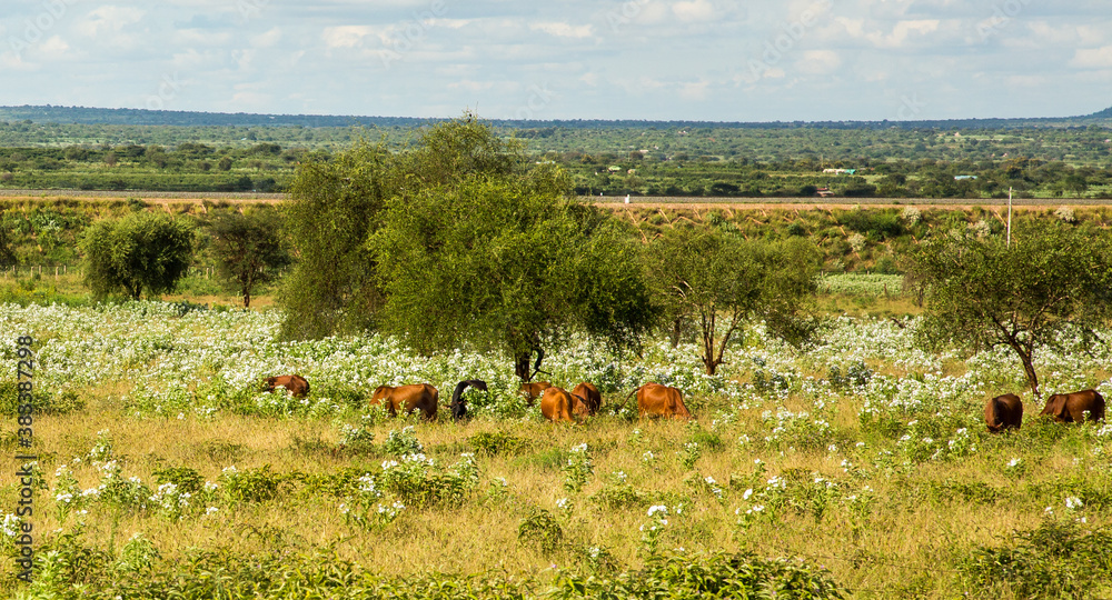 Maasai cattle and goats grazing in a flowewr meadow along the Mombasa Road near Emali, Kenya