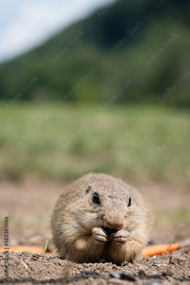 European ground squirrel munching on seeds in a field at Muran plain, Slovakia European ground squirrel munching on seeds in a field at Muran plain, Slovakia