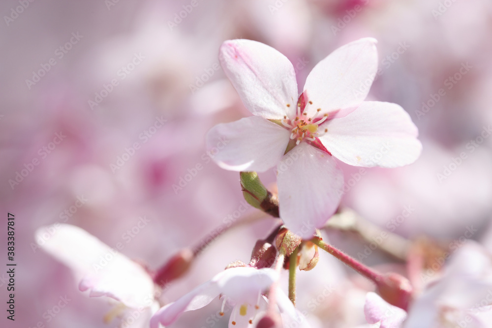 Obraz premium シダレザクラ