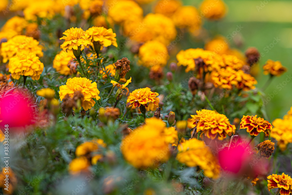 close-up of beautiful autumn flowers on a background of a blurred garden close-up of beautiful autumn flowers on a background of a blurred garden