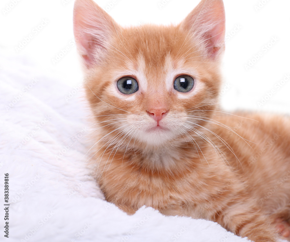Beautiful orange kitten in front of a white background