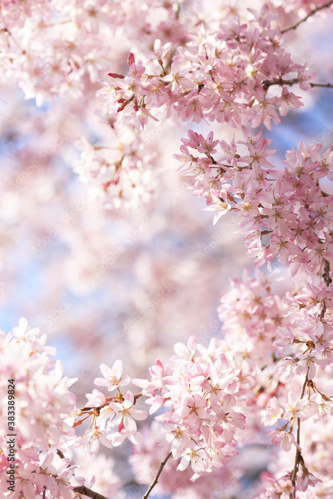 Obraz premium シダレザクラ