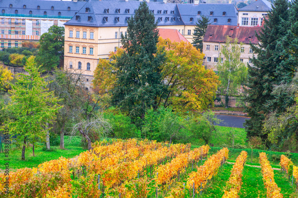 Vineyard plantations in autumn with commanding views of the Bamberg city in Germany