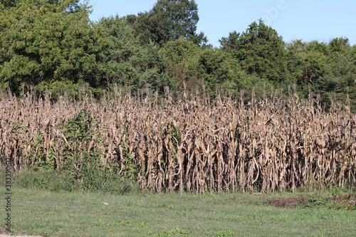 Cornfield with cornstalks and forest in the background