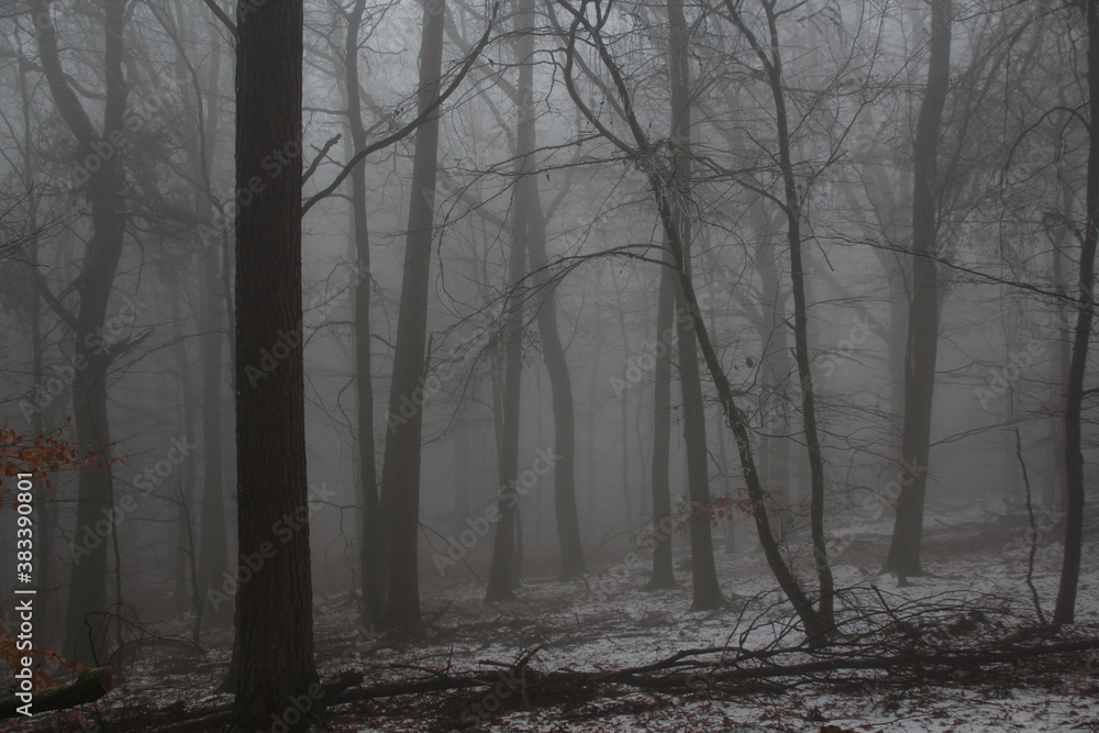 blurred photo of a foggy landscape with trees in a forest, mysterious mystical concept blurred photo of a foggy landscape with trees in a forest, mysterious mystical concept