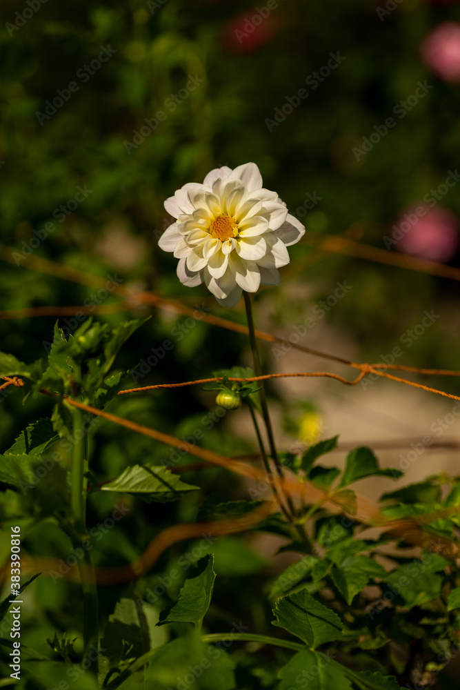Full blooming of dahlia (Dahlia) in Japan in autumn Full blooming of dahlia (Dahlia) in Japan in autumn