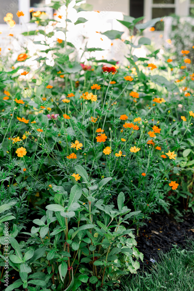 A front yard home garden with blooming orange and yellow flowers in a bush of green and grass.