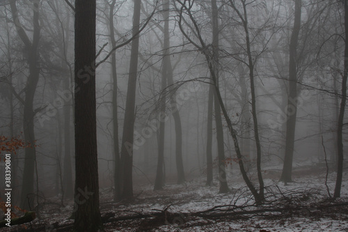 blurred photo of a foggy landscape with trees in a forest, mysterious mystical concept