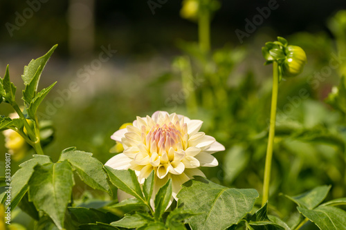 Full blooming of dahlia (Dahlia) in Japan in autumn photo