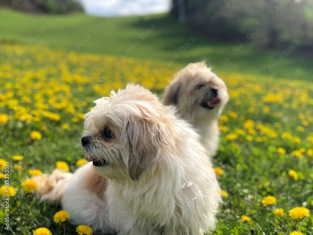 dog on the meadow