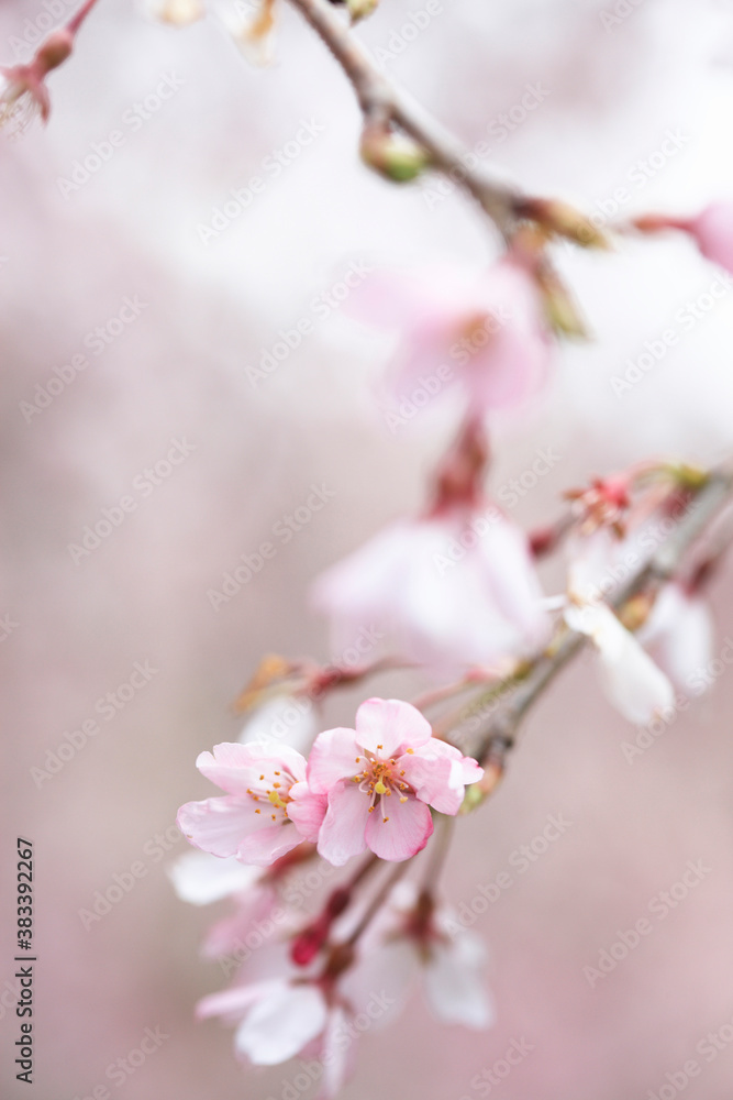 枝垂桜