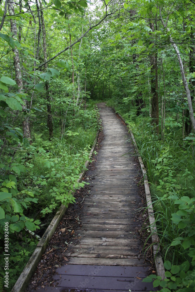 Rustic path through the woods - a boardwalk. Rustic path through the woods - a boardwalk.