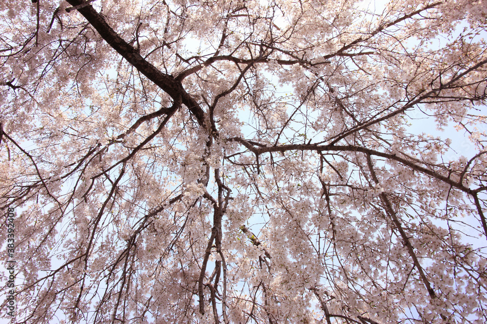 枝垂桜