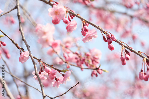 枝垂桜 © Paylessimages
