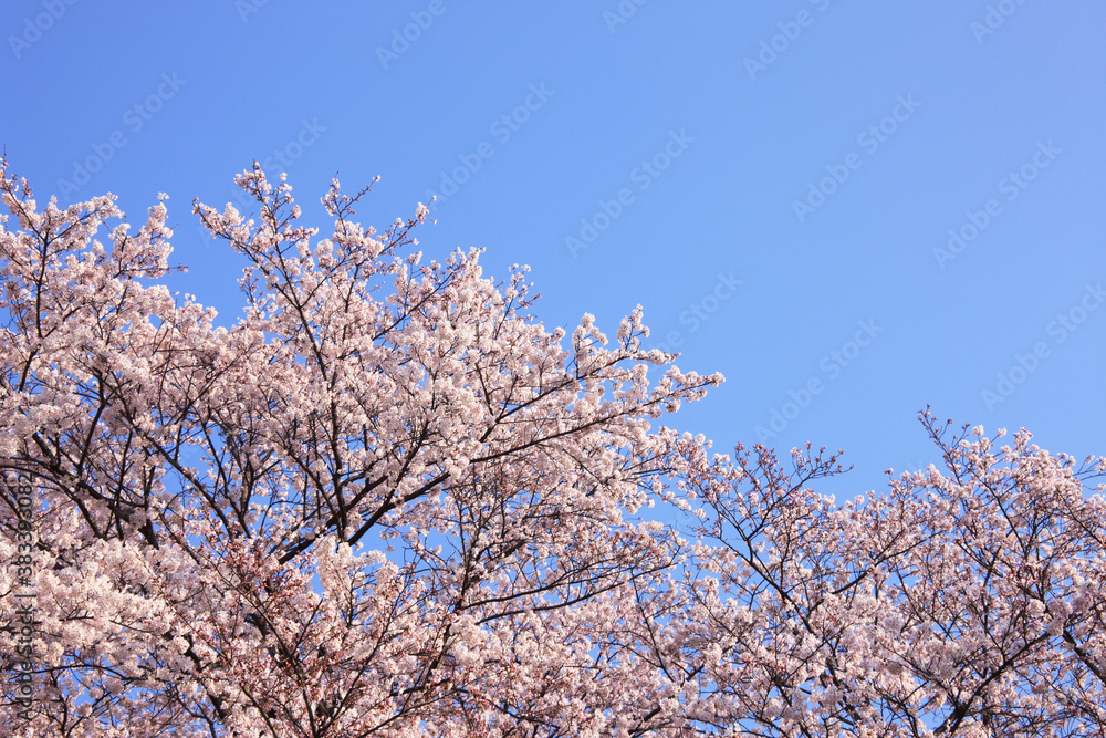 桜