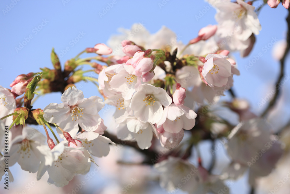 Obraz premium 桜クローズアップ