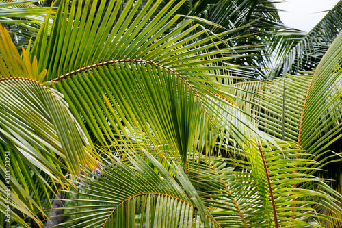 coconut palm leaves  nature background