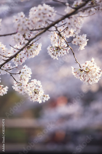 哲学の道の桜 © Paylessimages