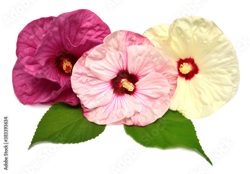 Collection hibiscus head flower grade Summer Storm, Plum Crazy and Old Yella isolated on white background photo