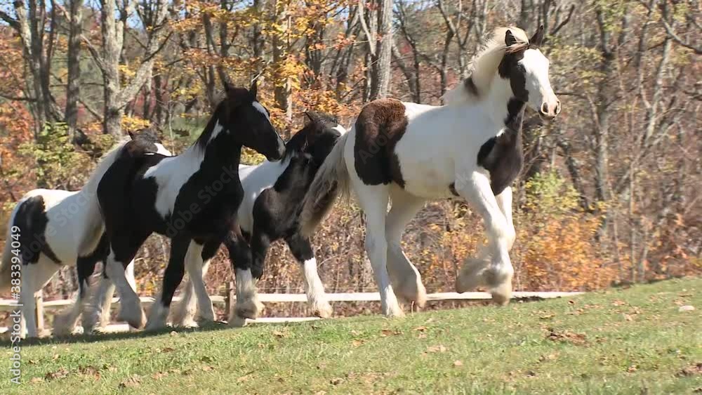 Group of wealing Gypsy Horse foals run in hilly autumn paddock Group of wealing Gypsy Horse foals run in hilly autumn paddock