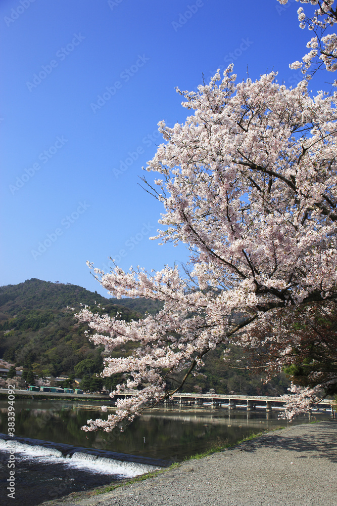 春の嵐山