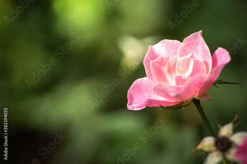 Wallpaper Mural Roses in the garden Torontodigital.ca