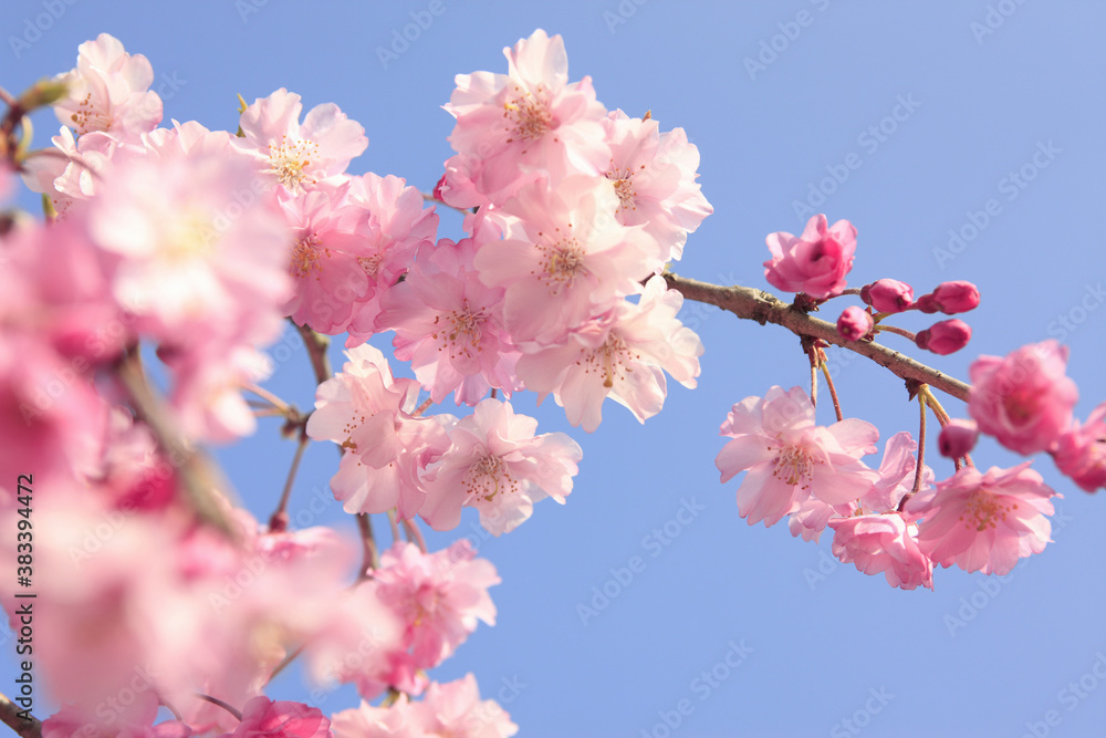 Obraz premium 枝垂れ桜