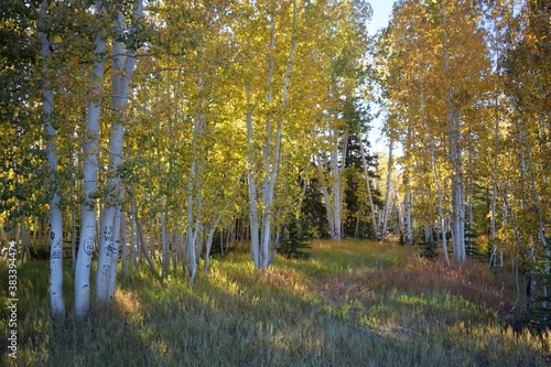 Evening Sun Quiets Fall Forest