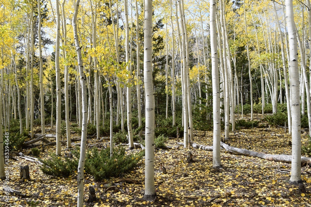 Ground Covered with Golden Aspen Leaves Ground Covered with Golden Aspen Leaves