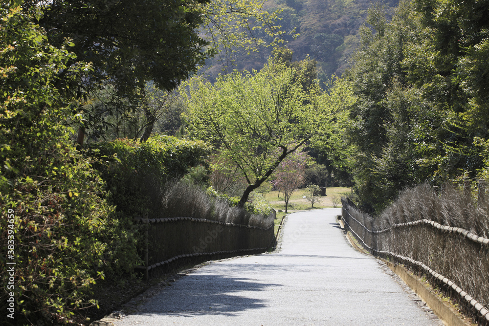 Obraz premium 竹林と道