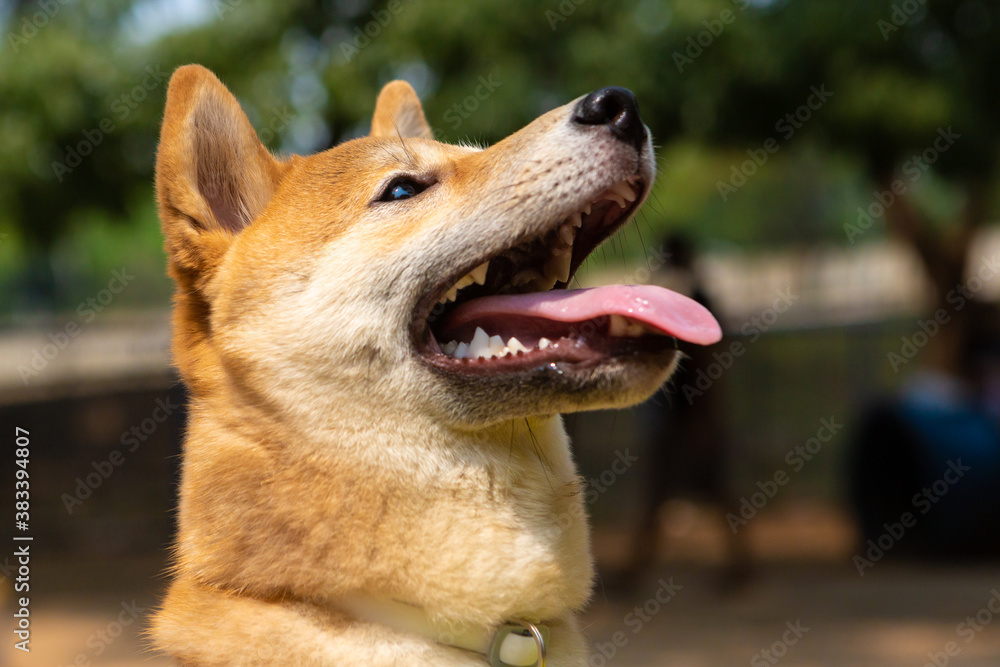 Portrait of a Shiba inu, breed from Japan