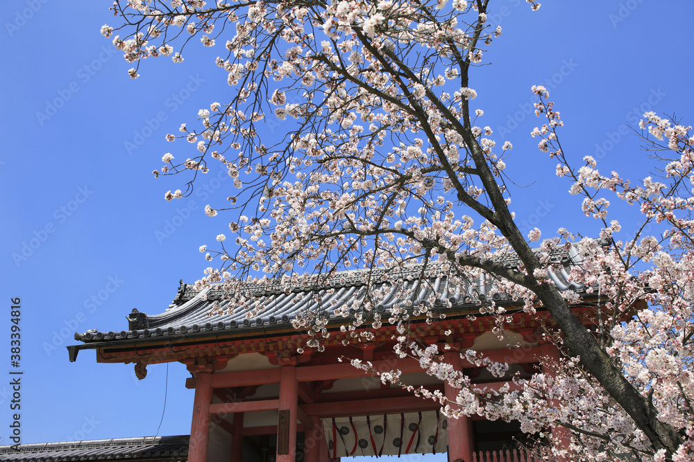 二和寺と桜