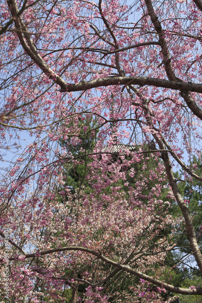 Obraz premium 二和寺と桜