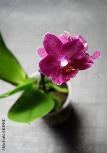 Phalaenopsis micro orchid  a kind of hummingbird  Catalina cultivar. Burgundy small orchid  selective focus  blurred background  vertical shot.